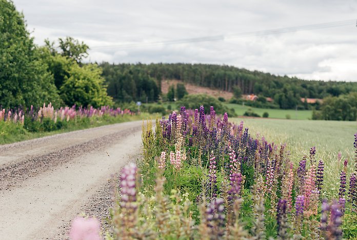 Lupiner växer efter vägkanten på en grusväg.